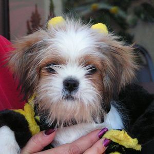 Meet your Posher, Lisa